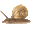 Animated Snail